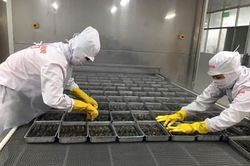 Thị trường xuất khẩu tôm đang có dấu hiệu ấm dần lên