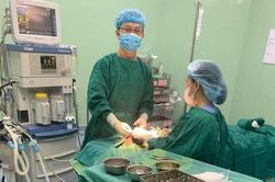 Bé trai 5 tuổi bị chó dữ lao vào nhà cắn rách mặt