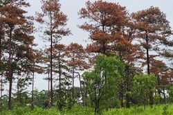 Tạm đình chỉ 2 chủ tịch xã để xảy ra phá rừng ở Lâm Đồng