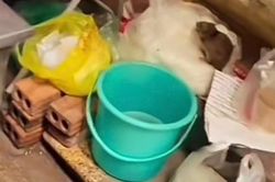 Chủ quán ăn tại Hà Nội có con chuột 'chễm chệ' trên túi bún nói gì về sự việc?