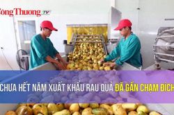 Chưa hết năm xuất khẩu rau quả đã gần chạm đích