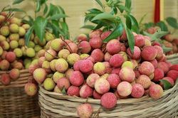 Bắc Giang: Vải thiều mang về tổng doanh thu hơn 6.800 tỷ