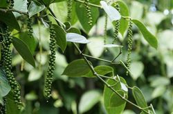 Giá tiêu chưa có chuyển biến tích cực, tối đa 70.500 đồng/kg