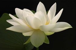 LỜI CẢM ƠN