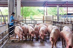 Giá lợn hơi giảm 2.000 đồng/kg