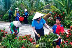 'Ngân hàng' cây giống