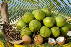 Dừa tươi Việt Nam có cơ hội xuất khẩu chính ngạch sang Trung Quốc