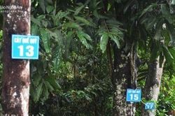 Cây quế Quỳ cần được quan tâm bảo hộ chỉ dẫn địa lý