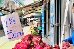 Thanh long rớt giá, nhu cầu biến động: Câu chuyện vị thế của 'trái cây tỷ USD'