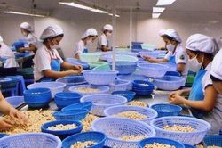 Hé lộ thủ đoạn tinh vi trong vụ nghi lừa đảo xuất khẩu điều sang Dubai