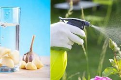 6 loại nước được xem là 'thần dược' nuôi cây, đổ ra vườn 1 tuần sau hoa mọc