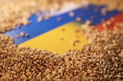Nga dừng thỏa thuận ngũ cốc, nông dân Ukraine điêu đứng