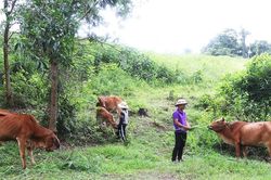 Đak Pơ đẩy mạnh chương trình giảm nghèo bền vững