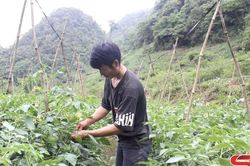 Chuyển đổi cơ cấu cây trồng, nâng cao thu nhập
