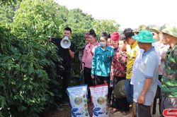 Đánh giá mô hình sử dụng phân bón Sông Lam Tây Bắc cho cây cà phê