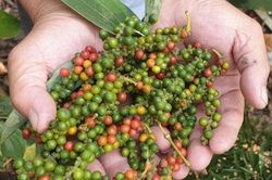 Giá tiêu không biến động, thị trường giữ mức 70.000 đồng/kg
