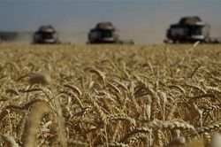 Nga sẵn sàng 'thế chỗ' Ukraine cung cấp lương thực cho thế giới