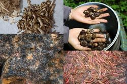 4 thứ 'lộc trời' cứ đến mùa xuất hiện là người dân 'hốt bạc'