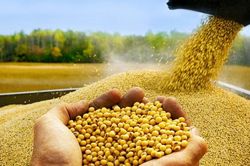 Lúa mì, ngô tăng giá do lo ngại nguồn cung từ Biển Đen