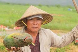 Rơi nước mắt cảnh dưa hấu của nông dân Gia Lai vứt đầy đường
