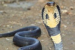 Rắn hổ mang vào giường cắn người đang ngủ trưa