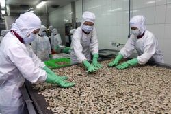 Việt Nam trở thành nước cung cấp tôm đứng thứ hai thế giới