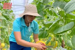 Nhiều rào cản khi HTX đầu tư sản xuất nông nghiệp công nghệ cao