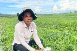 Krông Pa: Người trồng dưa hấu thiệt hại nặng do mưa lớn kéo dài