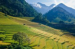 Mê mẩn mùa lúa vàng ở thung lũng Nậm Cang