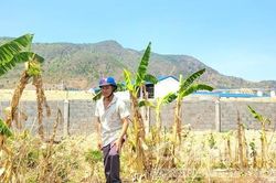 Không có giấy phép môi trường vẫn nuôi hàng ngàn con heo