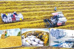 Sức nóng của giá gạo