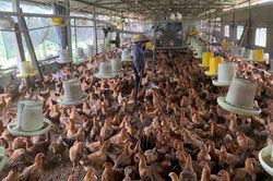 Giúp nông dân làm chủ khoa học kỹ thuật