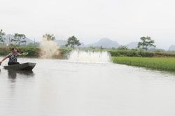 Lợi ích từ mô hình lúa - cá