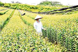 Kinh tế trang trại nông thôn ở Tây Bắc