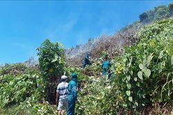 Đà Nẵng: Kịp thời khống chế đám cháy trên đèo Hải Vân
