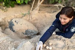 Côn Đảo là vùng bảo tồn rùa biển quan trọng của Việt Nam, khu vực và toàn cầu