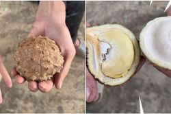 Phát hiện quả sầu riêng phù hợp với túi tiền nhiều người: Nhỏ nhưng có võ