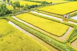 'Bệ đỡ' HTX giúp giảm nghèo ở một huyện vùng xa của Bạc Liêu