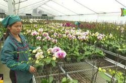 Đan Phượng đổi thay sau 15 năm hợp nhất