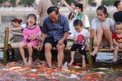 Ngắm hồ cá Koi lớn nhất Hà Nội cạnh Hồ Tây