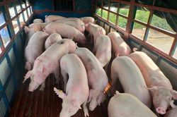 Giá lợn hơi giảm trên cả 3 miền, cao nhất đạt 63.000 đồng/kg