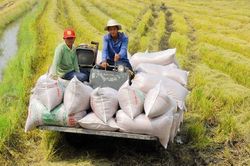 Xuất khẩu gạo tăng 28%, trở thành điểm sáng trong 'bức tranh' xuất khẩu