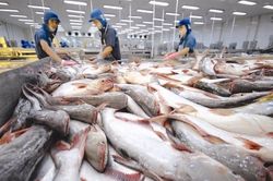 Trung Quốc vẫn là thị trường tiêu thụ số 1 của cá tra Việt Nam