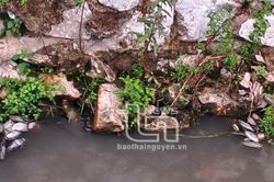 TP. Phổ Yên: Cá chết bất thường tại ngòi suối Yên Mễ