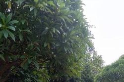 Những ngôi mộ gió