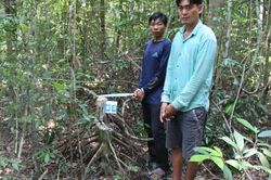 Phú Quốc: Tạm giữ 4 đối tượng khai thác gỗ nằm trong sách đỏ