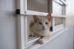 Hàn Quốc lại ghi nhận trường hợp mèo nghi nhiễm cúm gia cầm