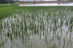 Mưa lớn làm hàng trăm ha lúa Hè Thu ở Đắk Lắk bị ngập