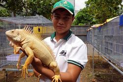 Thú chơi rồng Nam Mỹ