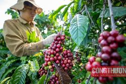 Giá cà phê hôm nay 29/7: Quay đầu giảm mạnh, Lâm Đồng ghi nhận mức thấp nhất cả nước